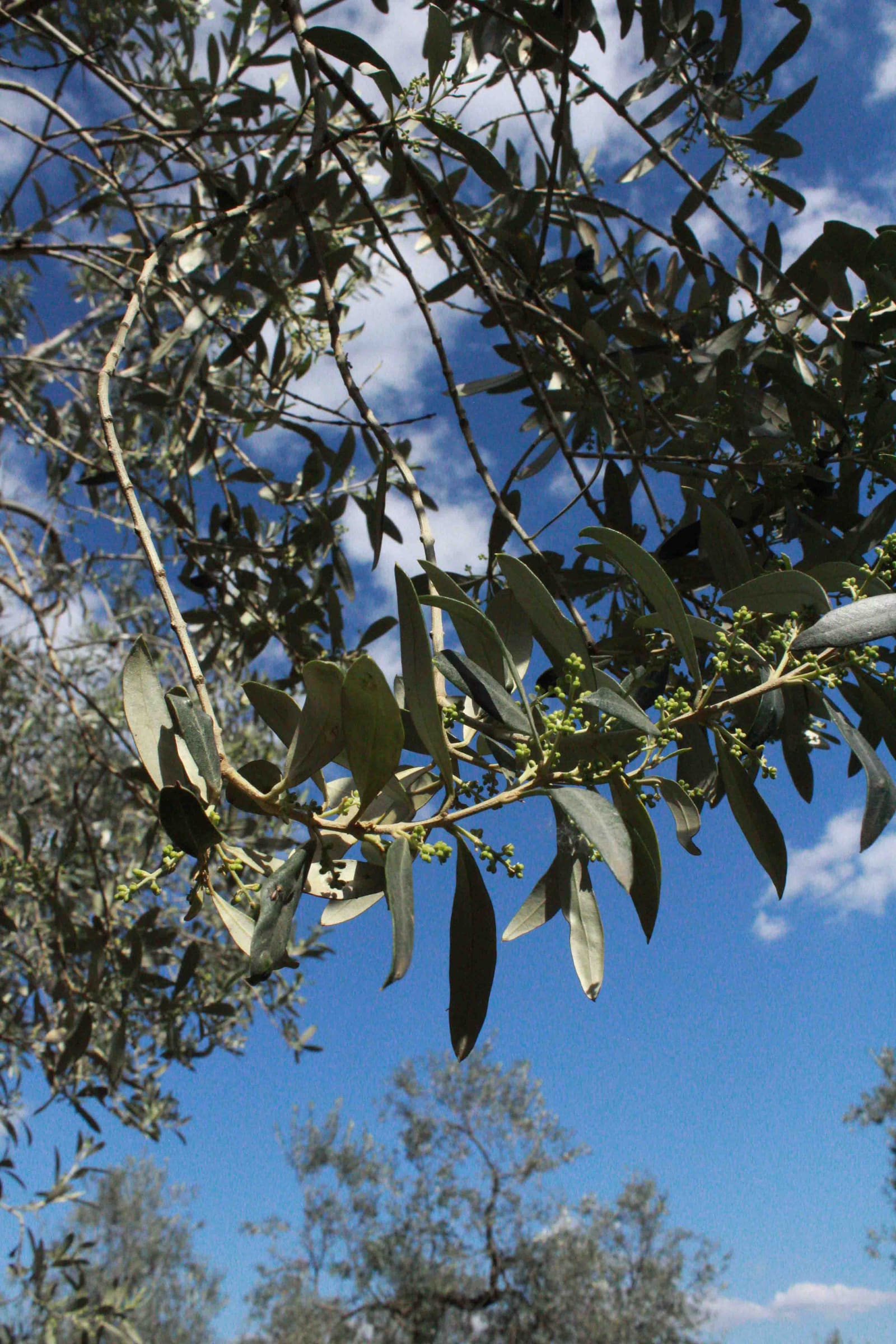 Photos of Sapora's olive oil production process