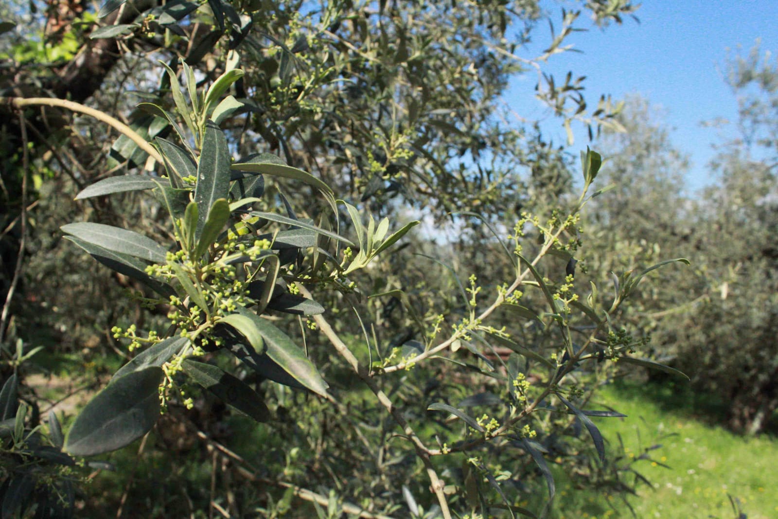 Photos of Sapora's olive oil production process