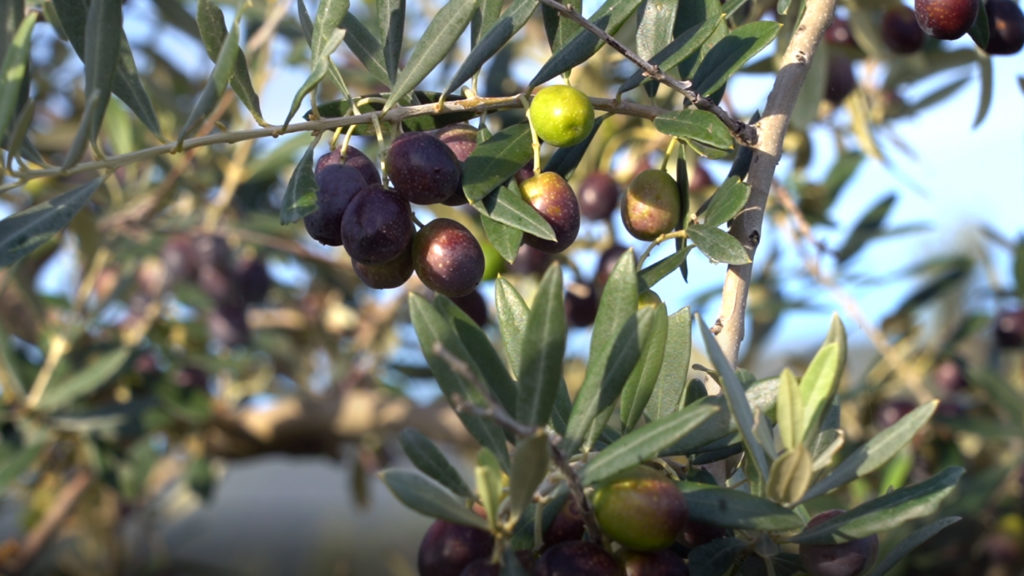 Photos of Sapora's olive oil production process