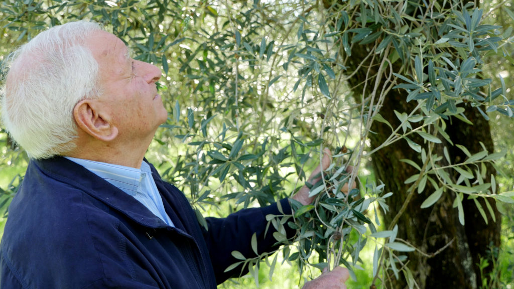 Photos of Sapora's olive oil production process