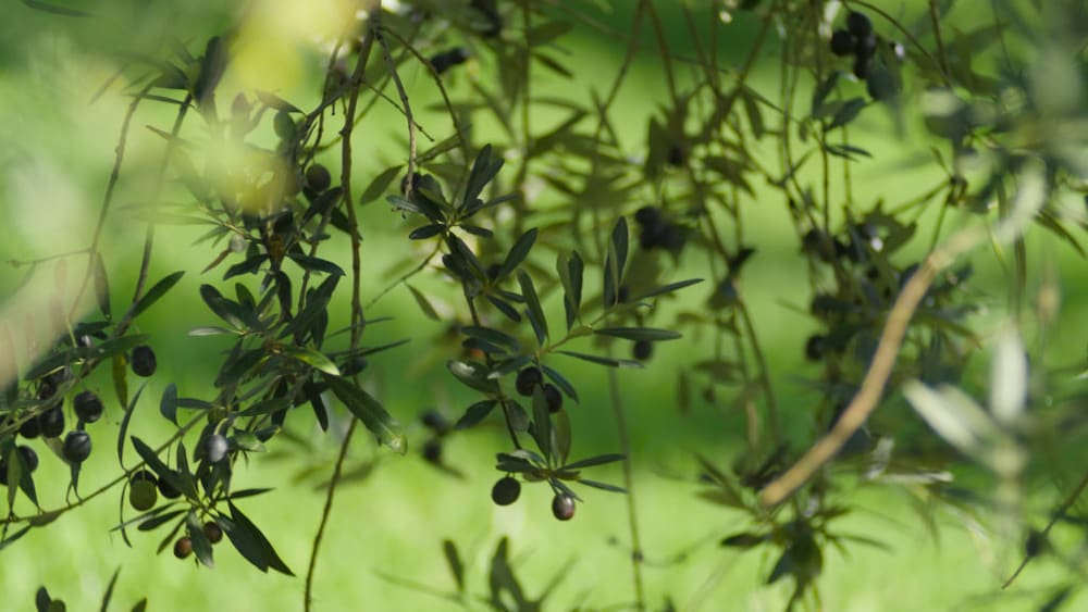 Olive branches with olives