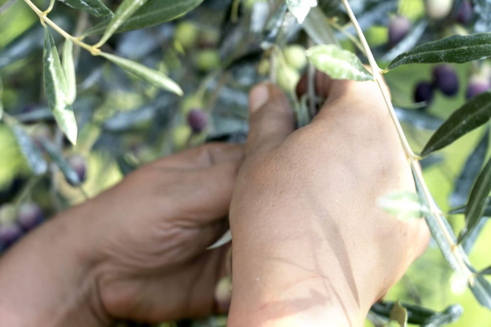 Olive harvesting
