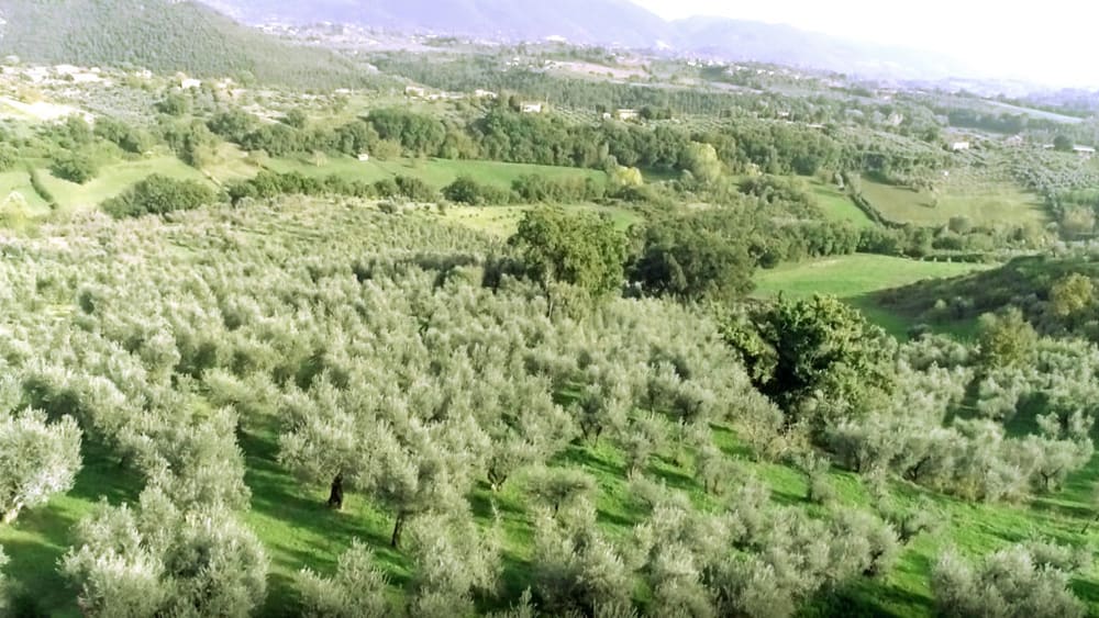 Overview of the Olio Sapora land